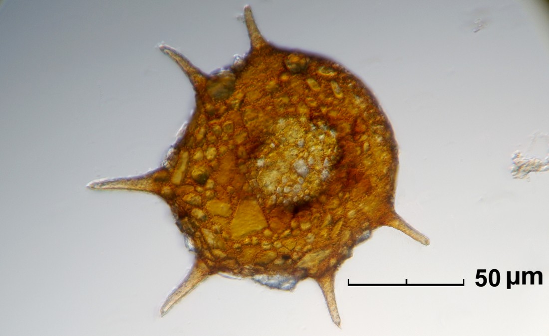 Arcelle dentate o semi dentate