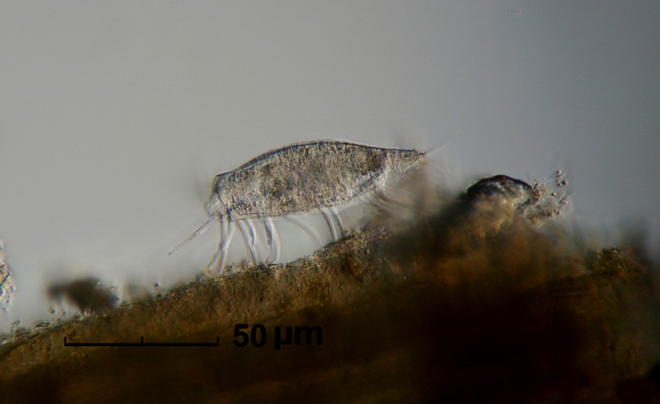 Stilonichia di profilo