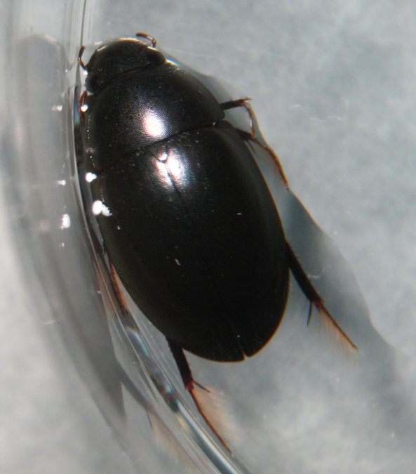 coleottero acquatico: Hygrobiidae ? no, Hydrophilidae