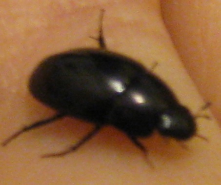 coleottero acquatico: Hygrobiidae ? no, Hydrophilidae