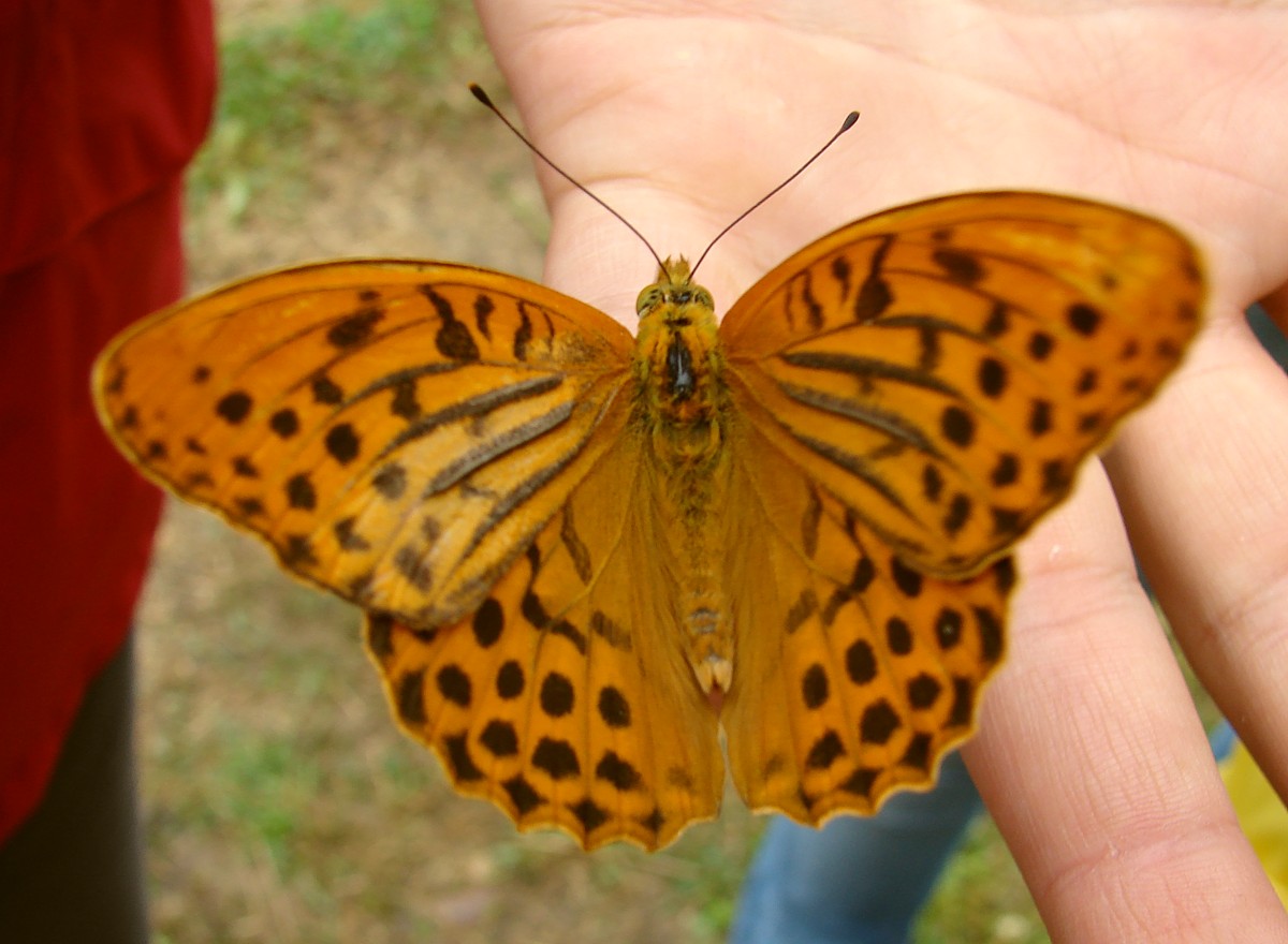 Gradita sorpresa