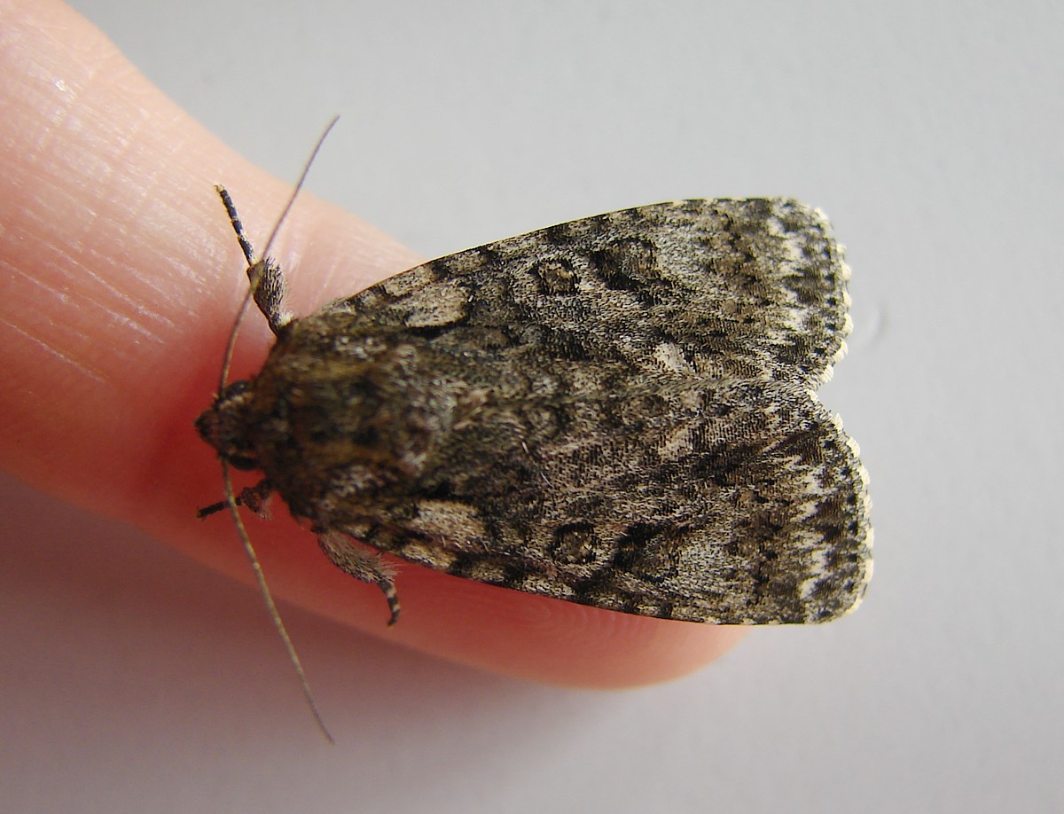 Acronicta rumicis