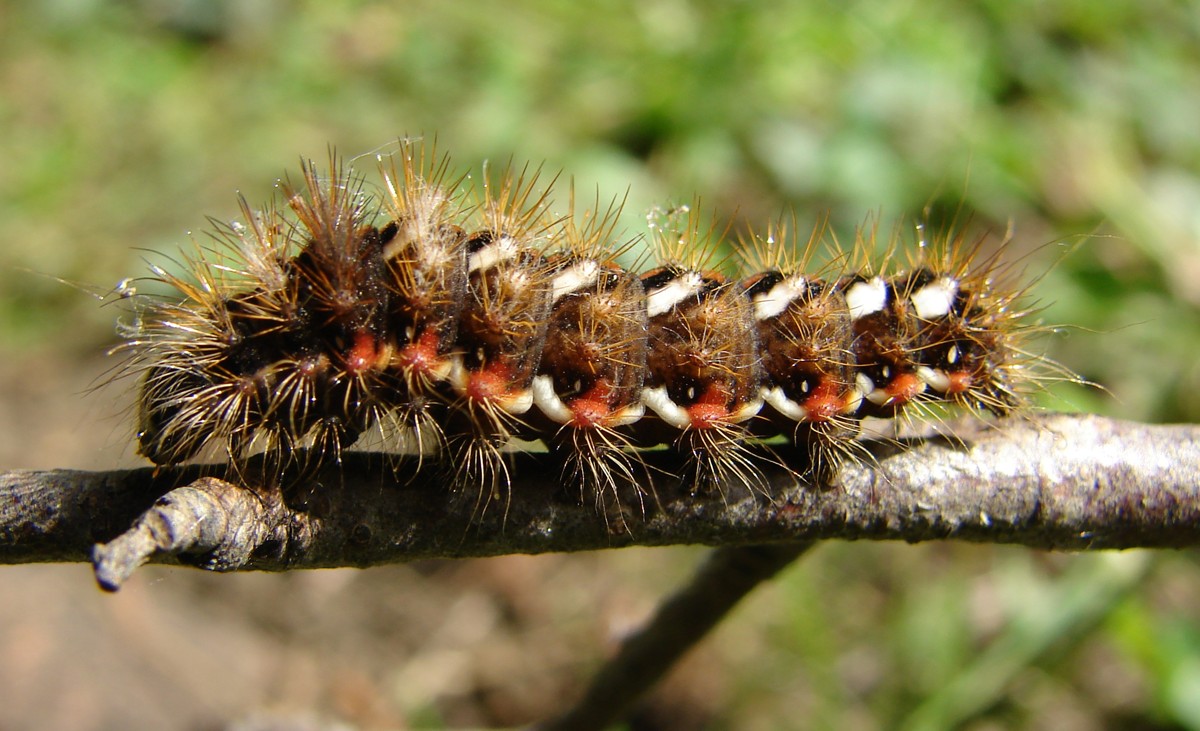 Acronicta rumicis