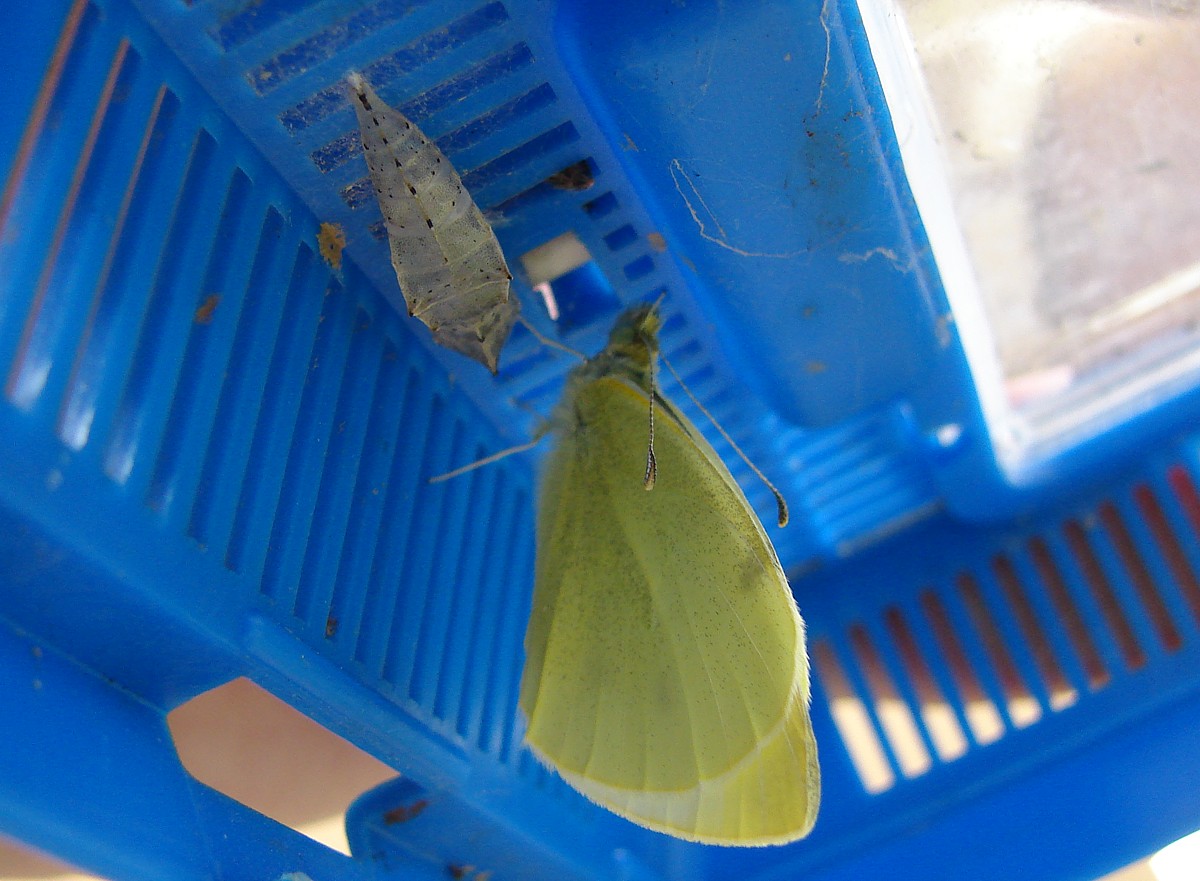 Pieris brassicae?