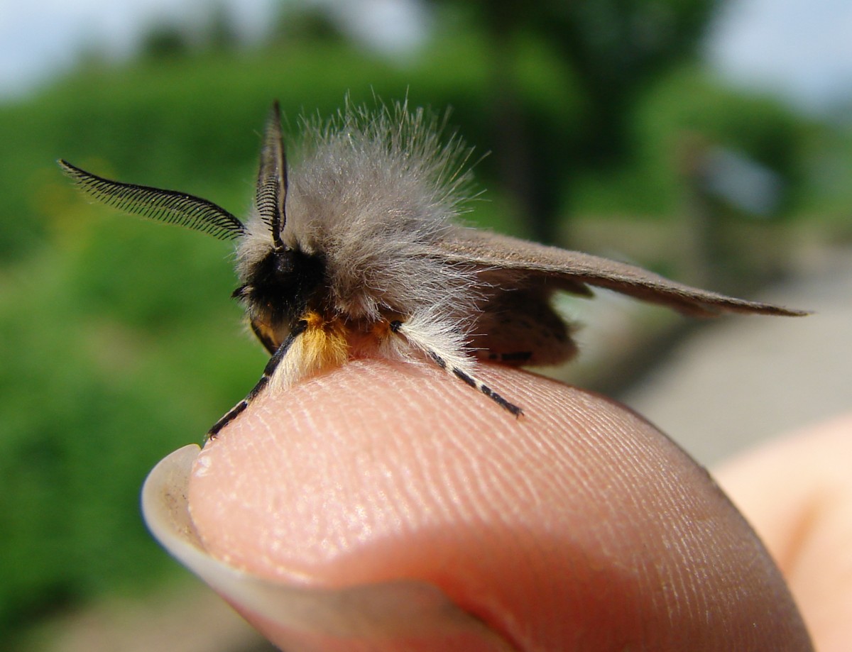 Diaphora mendica - Arctiidae Arctiinae (Adulto)