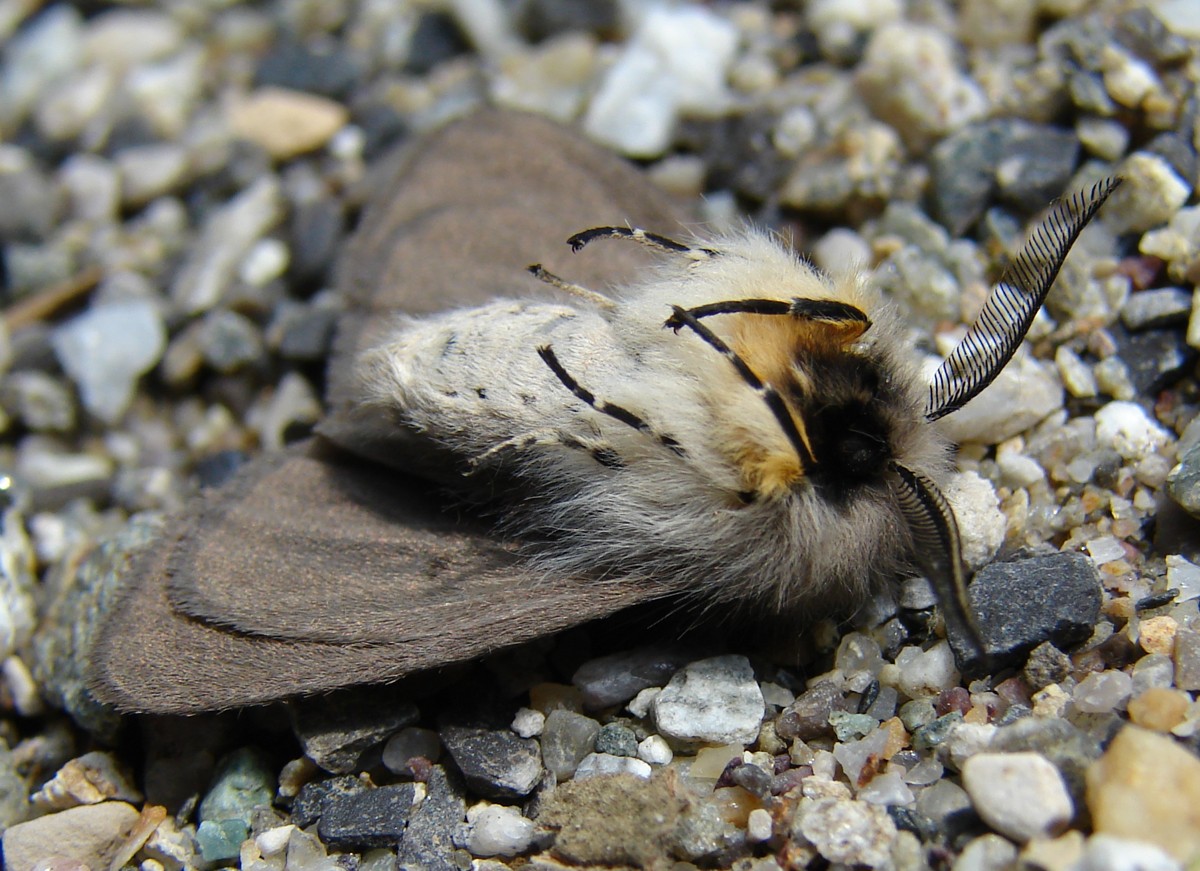 Diaphora mendica - Arctiidae Arctiinae (Adulto)