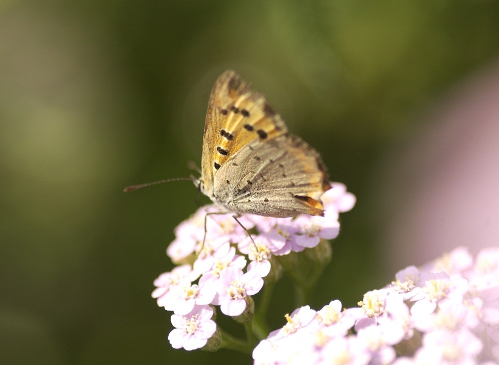 Lycaena phlaeas?