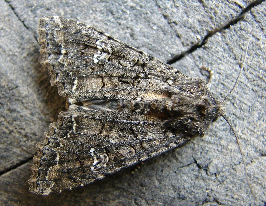 Mamestra brassicae