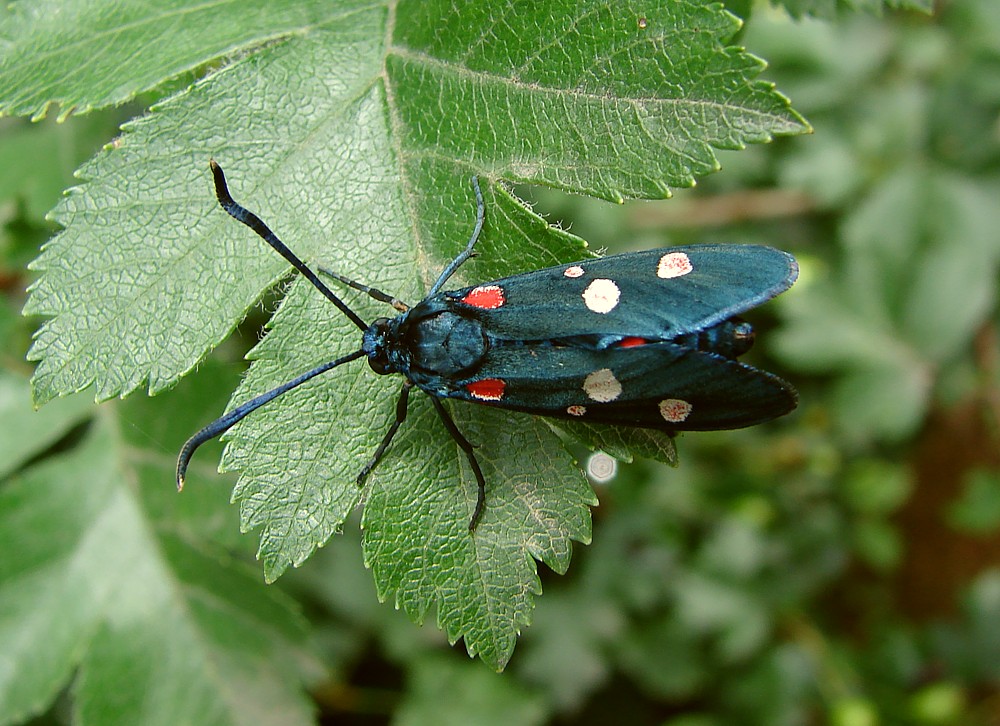 Bruco di Zigenidae