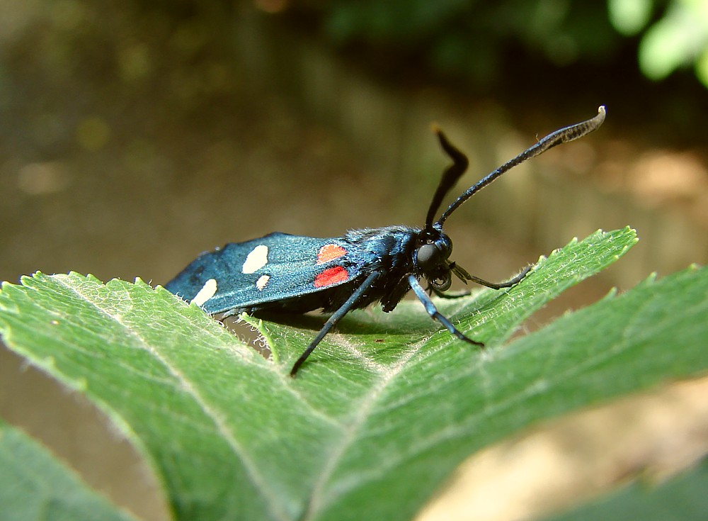 Bruco di Zigenidae