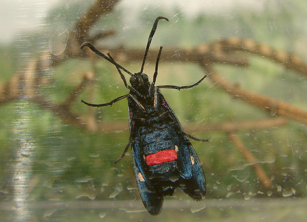 Bruco di Zigenidae