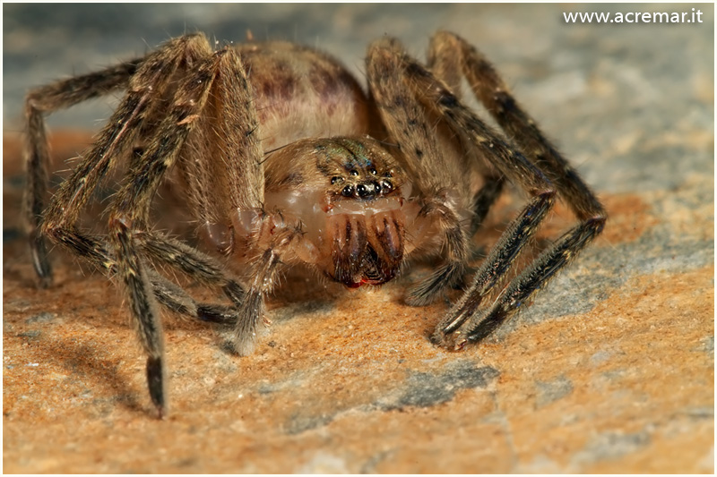 Olios argelasius