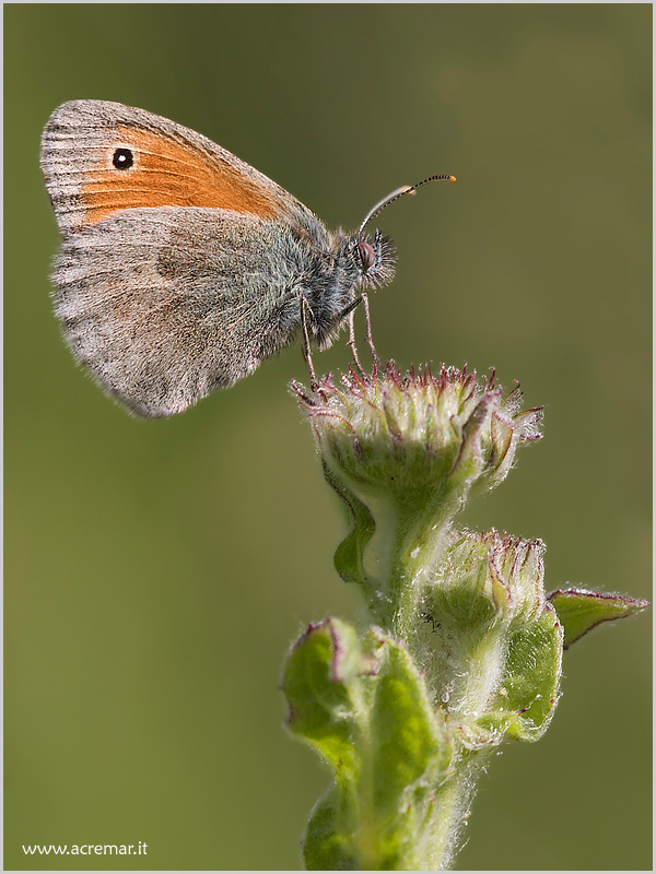 Coenonympha pamphilus