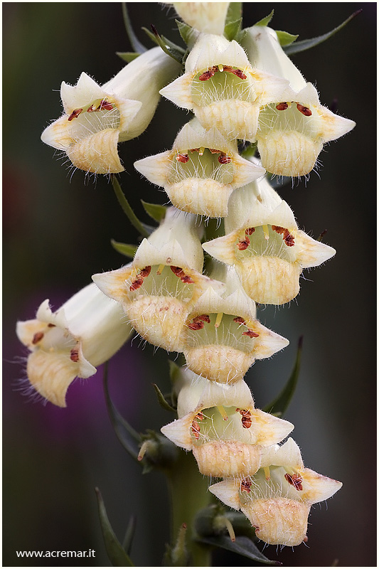 Digitalis lutea  / Digitale gialla piccola