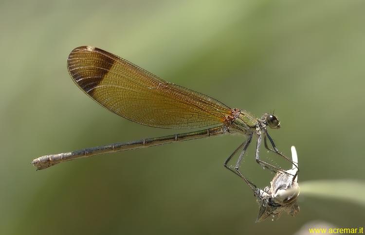 Calopteryx haemorrhoidalis