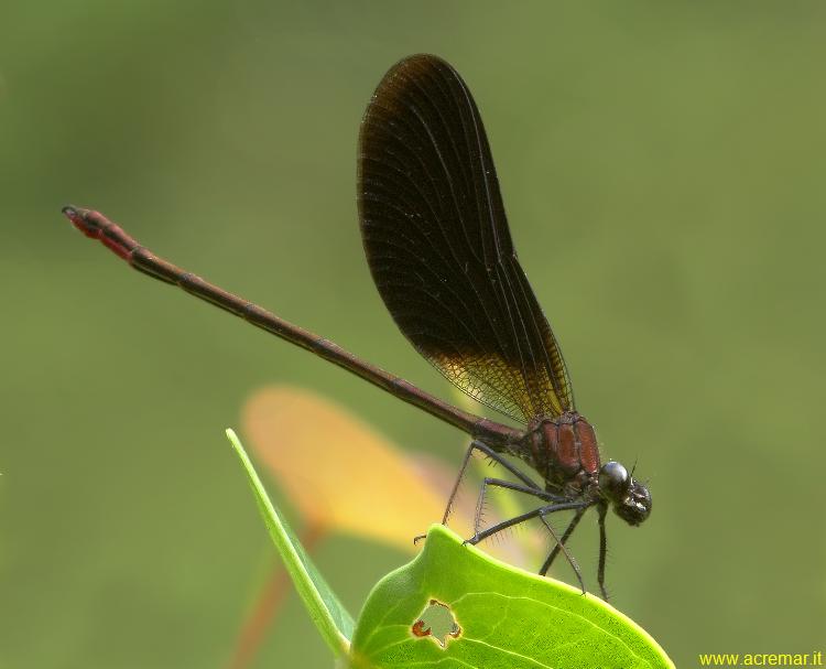 Calopteryx haemorrhoidalis