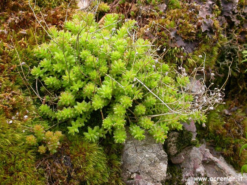 Sedum monregalense / Borracina di Mondov