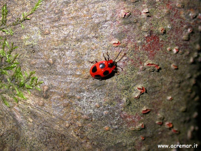 Anatis ocellata e Endomychus coccineus. mimetismo?