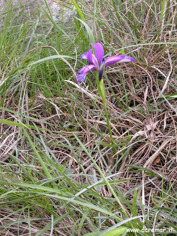 Iris graminea / Giaggiolo susinario