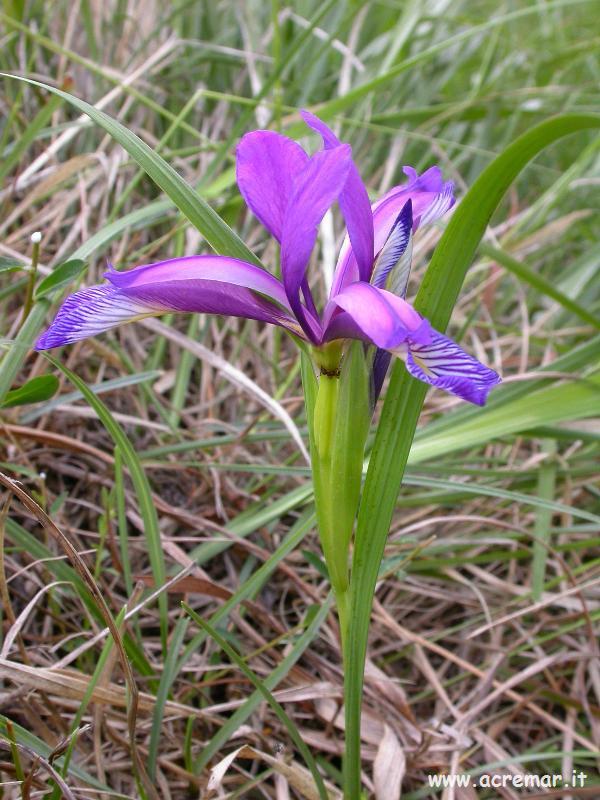 Iris graminea / Giaggiolo susinario