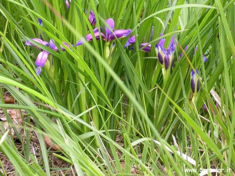 Iris graminea / Giaggiolo susinario