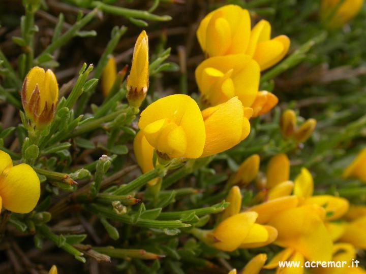 Genista desoleana / Ginestra di Salzmann