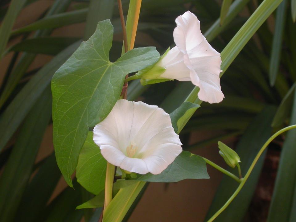 Convolvulus sepium (=Calystegia sepium) / Vilucchione