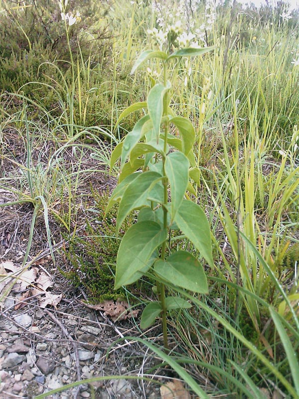 Vincetoxicum hirundinaria