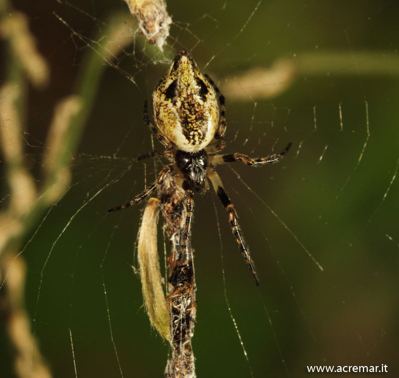 Ragno notturno(?) da identificare (Cyclosa conica)