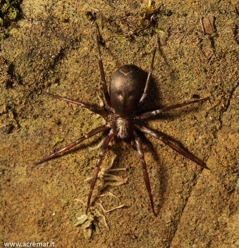 Ragno color bronzo: Liocranidae (Sagana rutilans?)