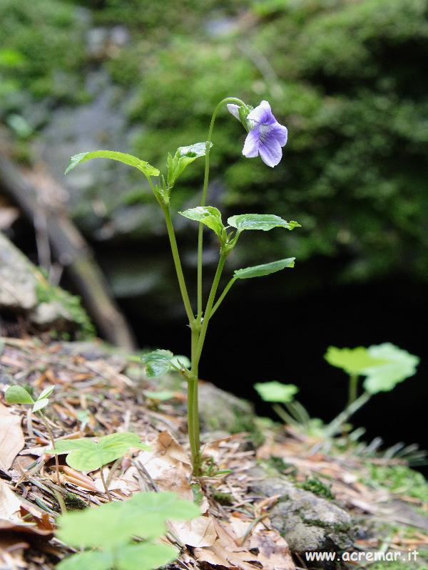 Viola canina
