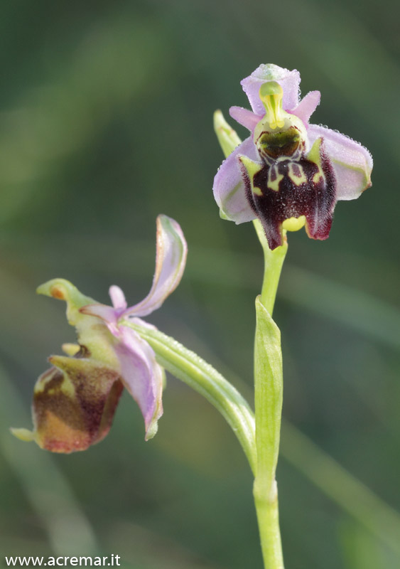 Ophrys fuciflora?