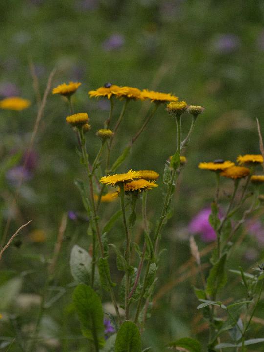 Fiore giallo - Pulicaria odora