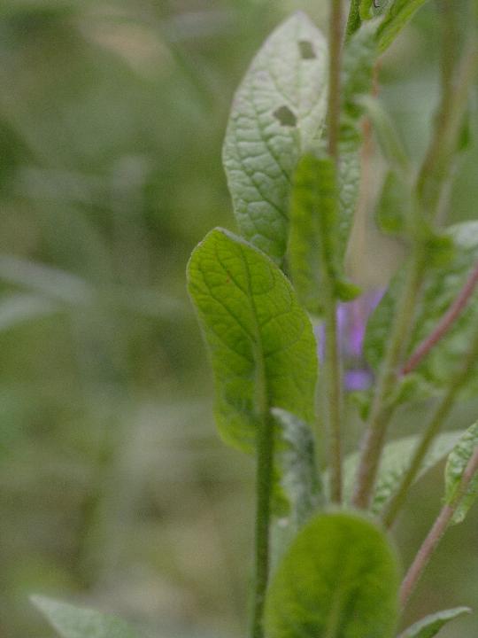 Fiore giallo - Pulicaria odora