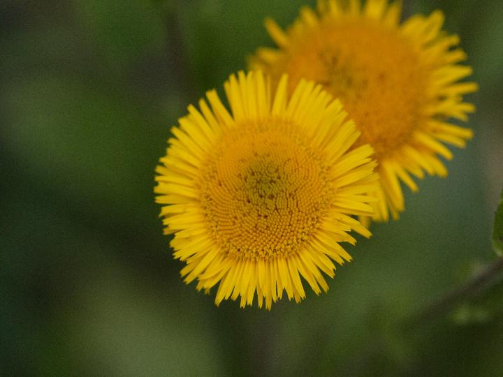 Fiore giallo - Pulicaria odora