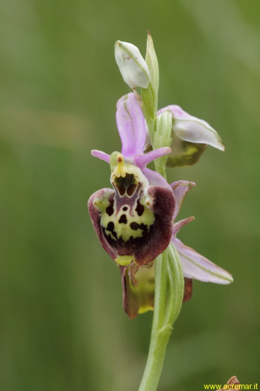 Ophrys fuciflora?