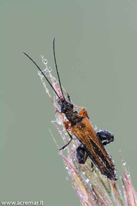 Oedemeridae da identificare