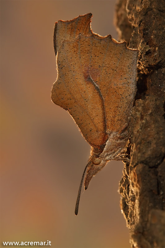 Libythea celtis? - S
