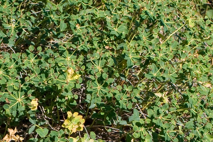 Euforbia spinosa subsp. ligustica / Euforbia spinosa