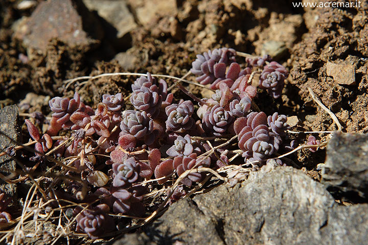 Sedum dasyphyllum / Borracina cinerea