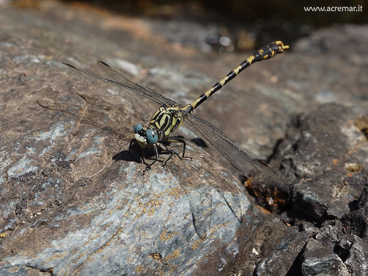 Onychogomphus uncatus