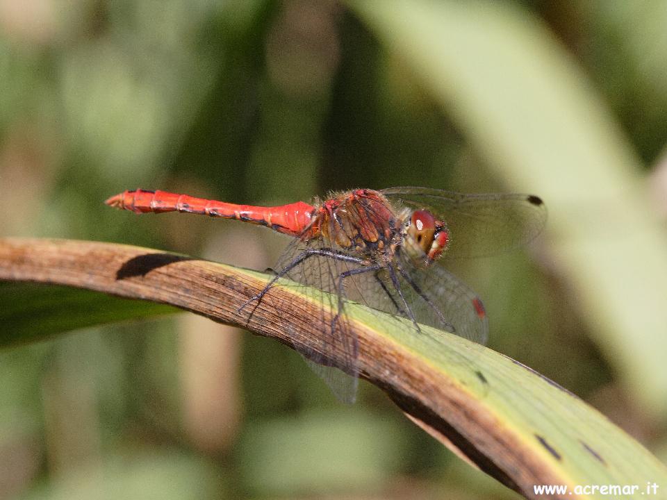 Sympetrum sanguineum