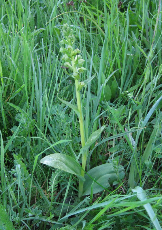 Coeloglossum viride