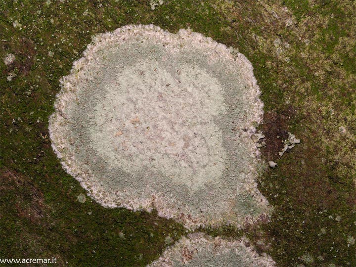 Lichene rotondo 2