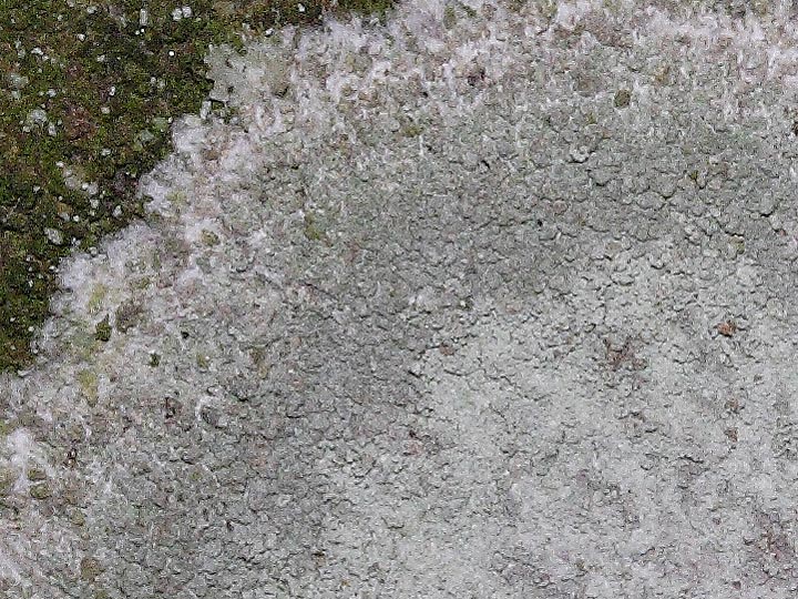 Lichene rotondo 2