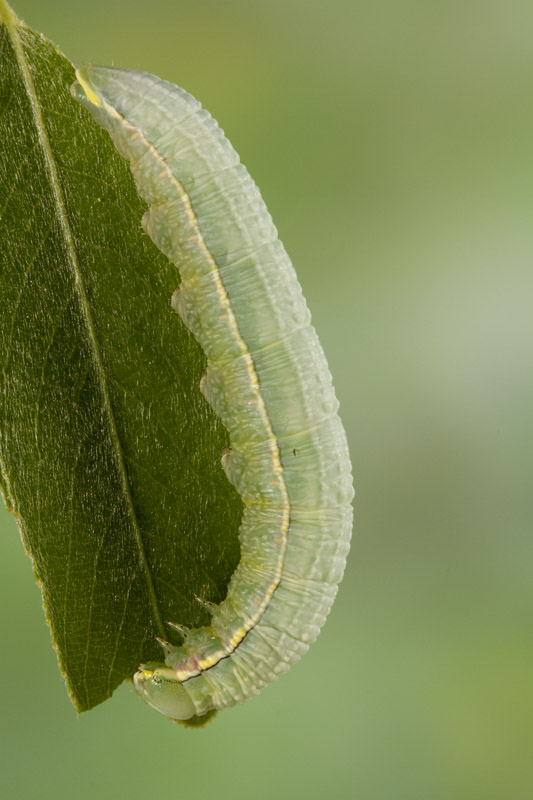 bruco su salix