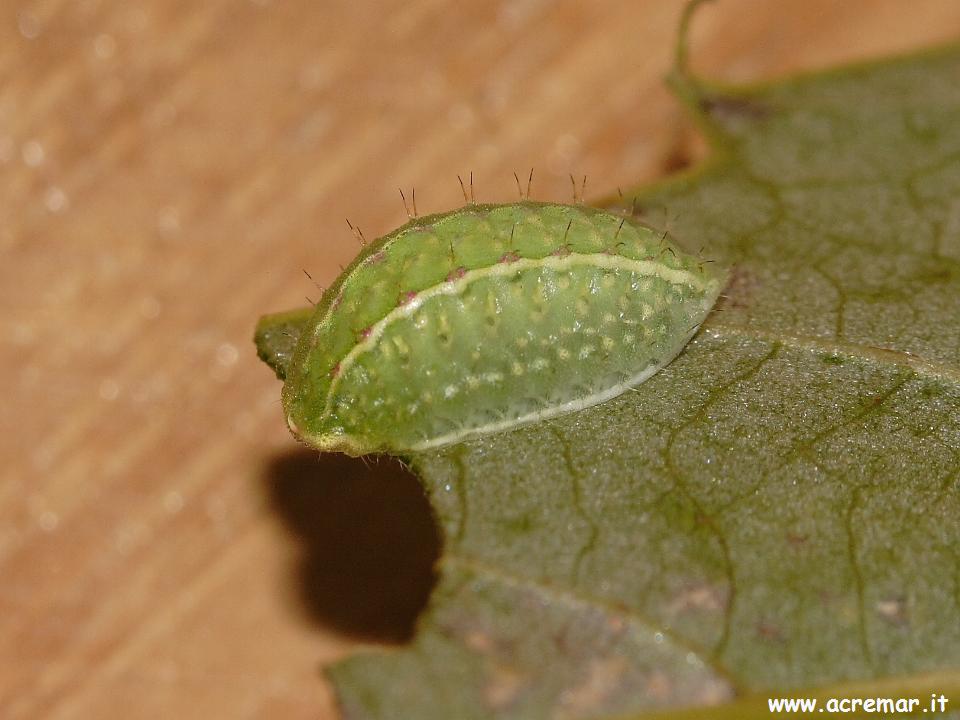 Bruco di Apoda limacodes su castagno