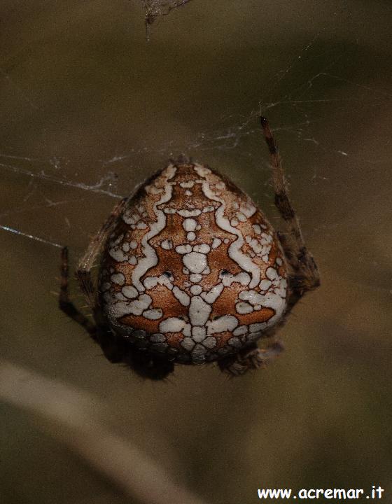Araneus diadematus