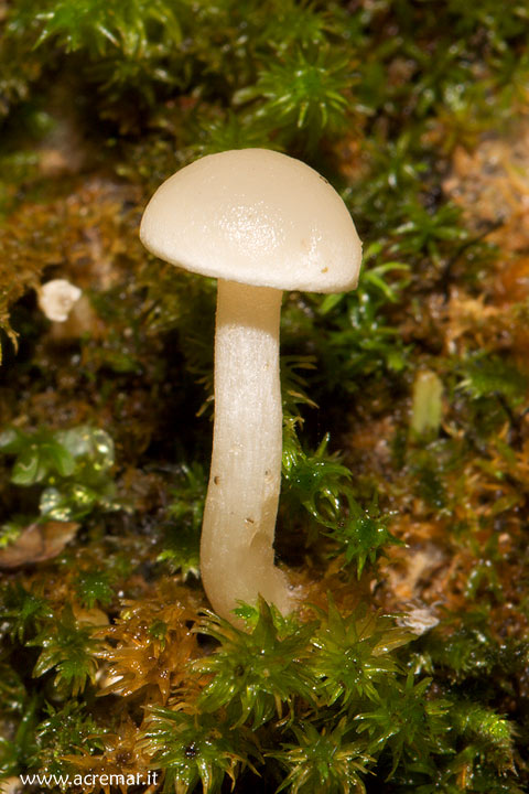 Piccoli funghi da determinare (Hygrophoraceae)