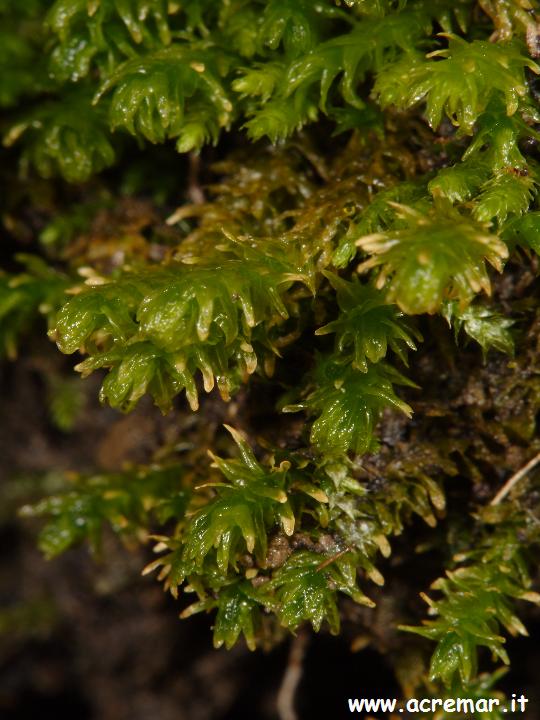 Muschi da identificare